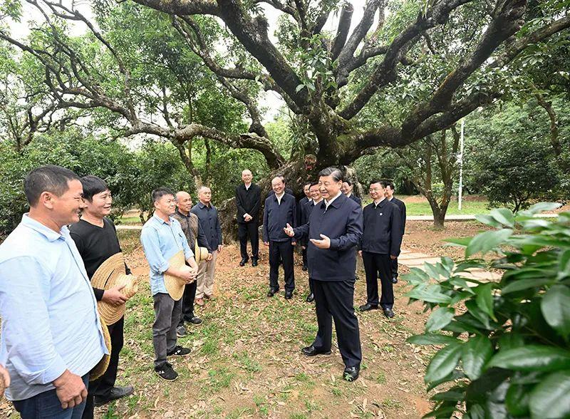 △今年4月11日，習(xí)近平總書記在廣東茂名高州市根子鎮(zhèn)柏橋村荔枝種植園，同現(xiàn)場(chǎng)技術(shù)人員親切交流。