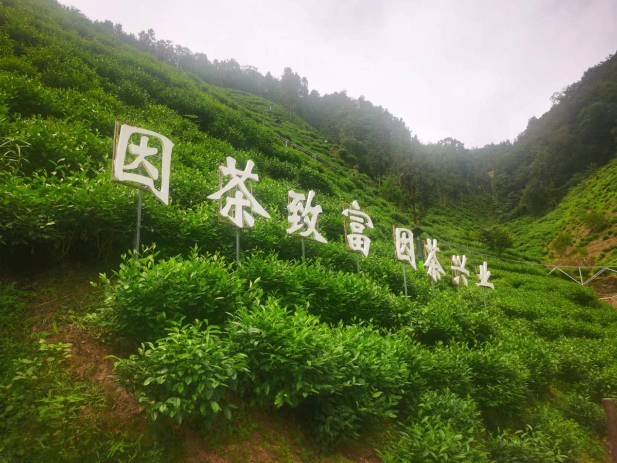 陜西安康紫陽縣煥古鎮(zhèn)蠟竹村茶園。人民網(wǎng)記者 李棟攝